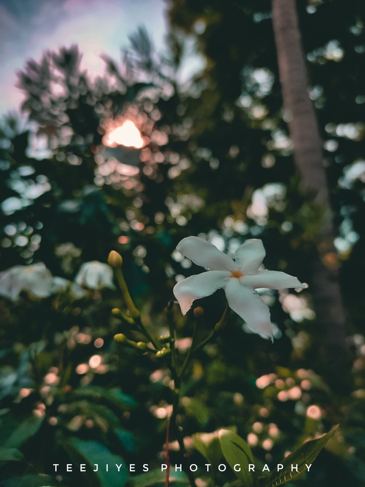 flower