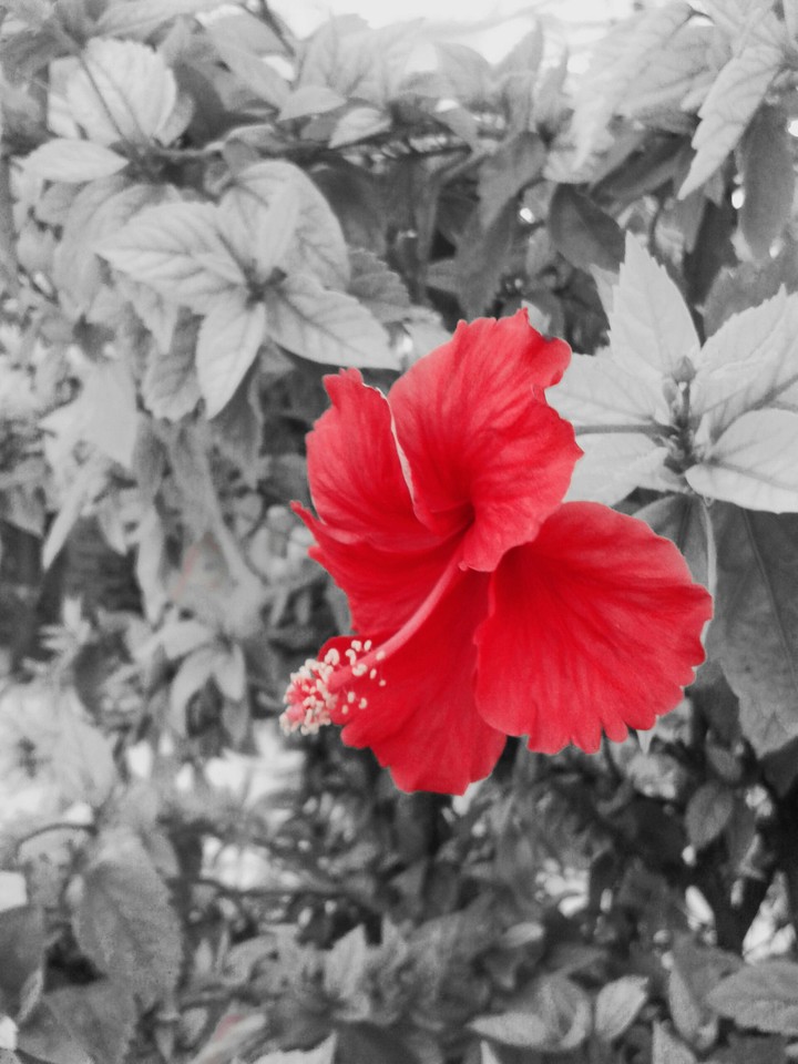 Red is All about