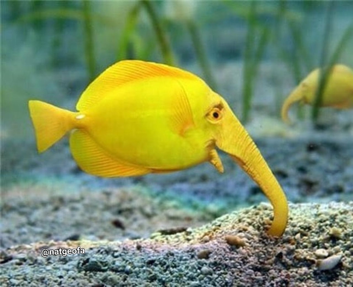 fi