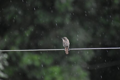 rainy chirp