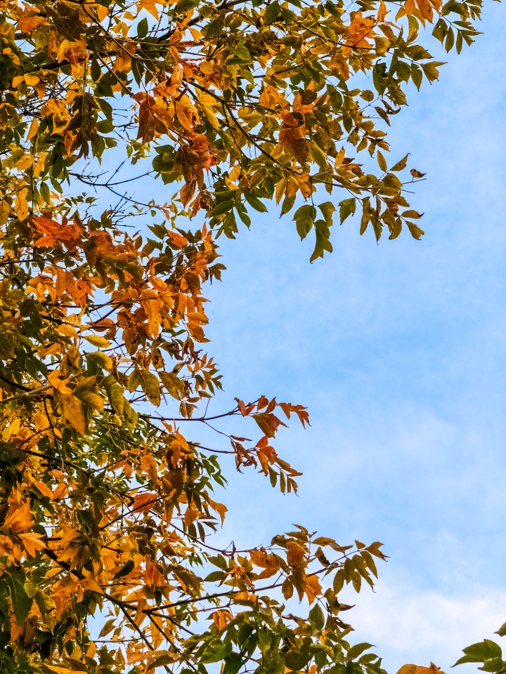 autumn colors✨