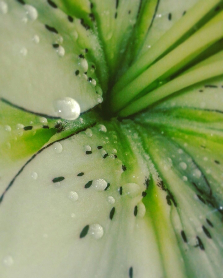 Green flower
