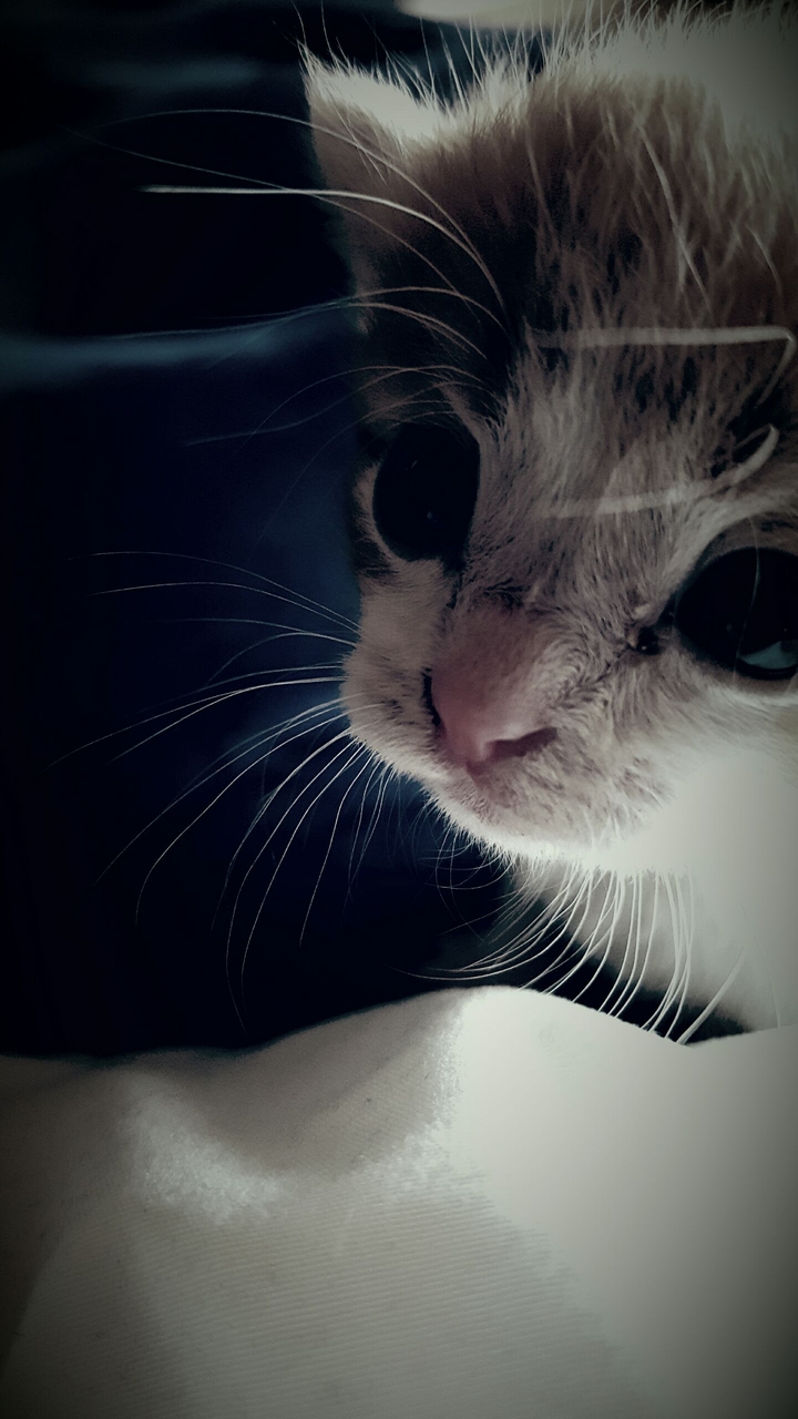 Kitten