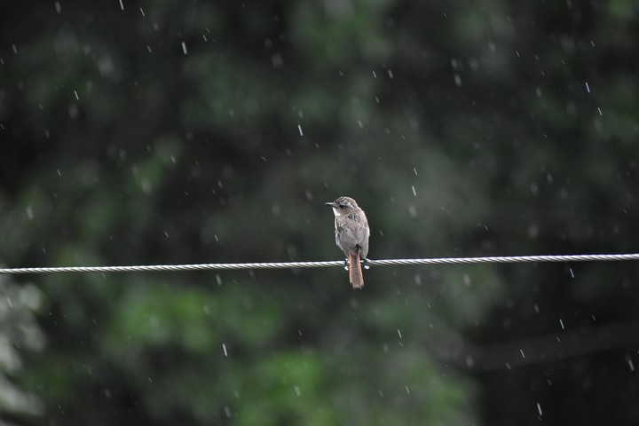 rainy chirp