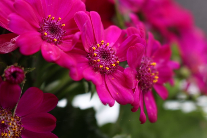 Blumen