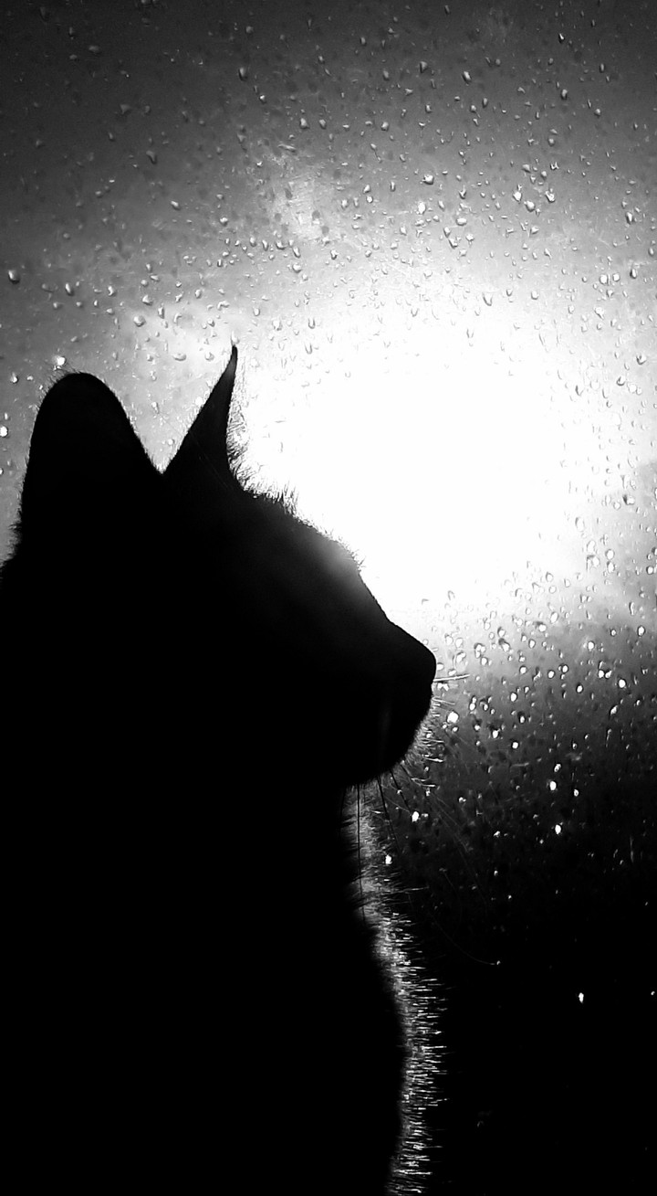 Shadow cat