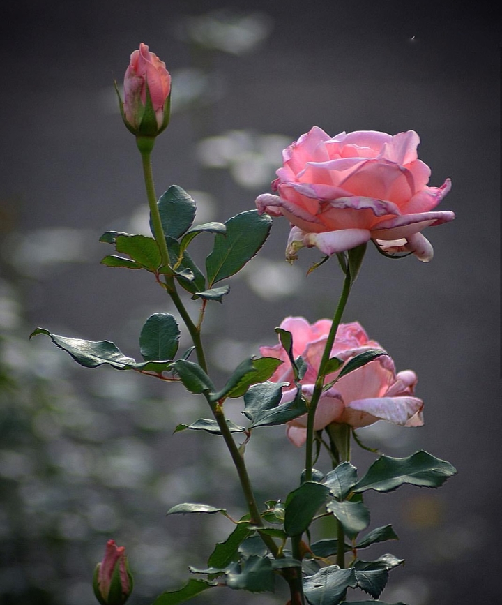 Dana Roses ❤️