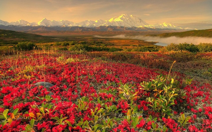 the blood orchids in the Peruvian Alps