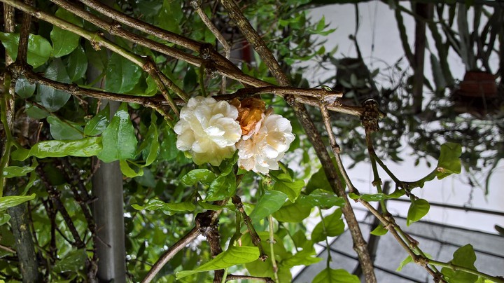 Jasmine