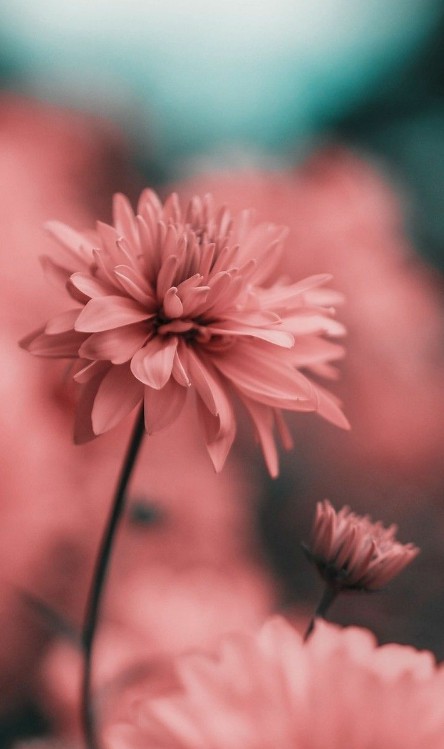 For you my honey ida❤