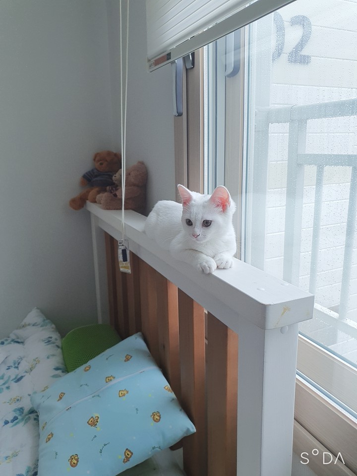 냐냥
