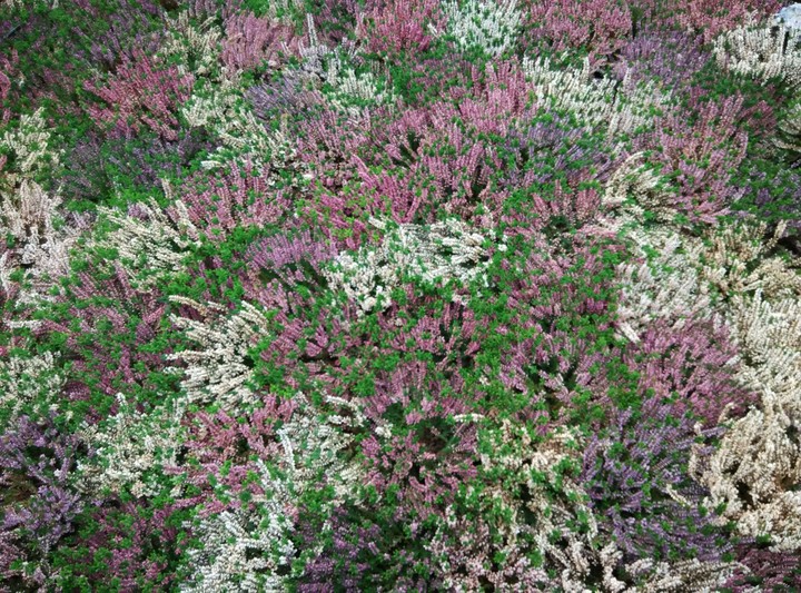 Pretty flowers