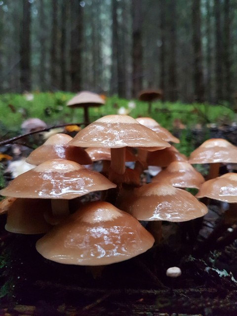 Mushrooms in wet cold September's morning forest