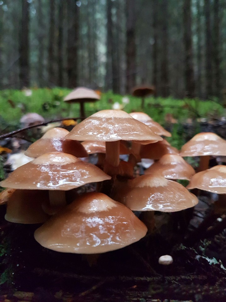 Mushrooms in wet cold September's morning forest