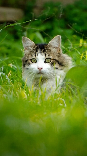 cat
