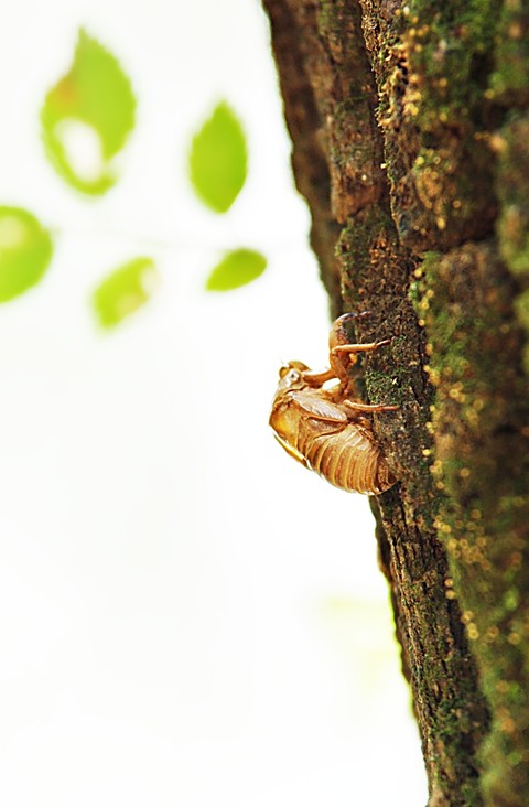 pollinator, fly háttérképek