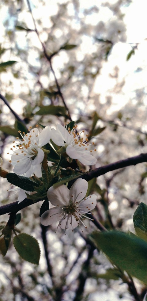 Cherry
