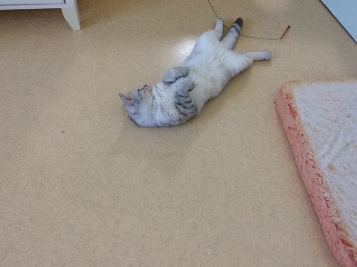 cat