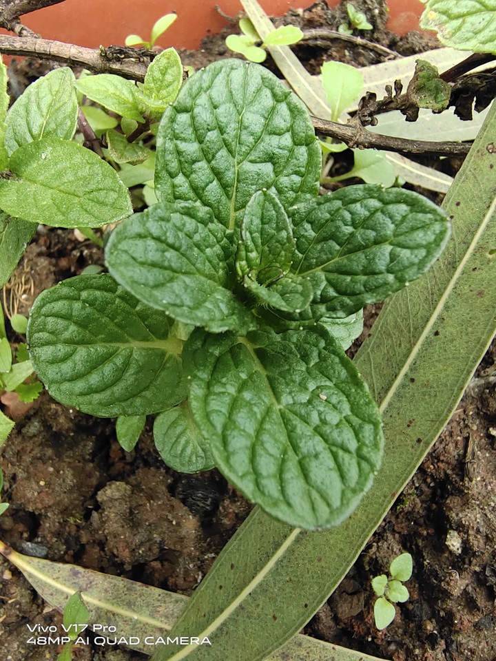 पुदीना