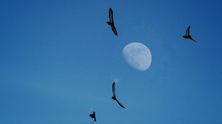 Birds and the moon