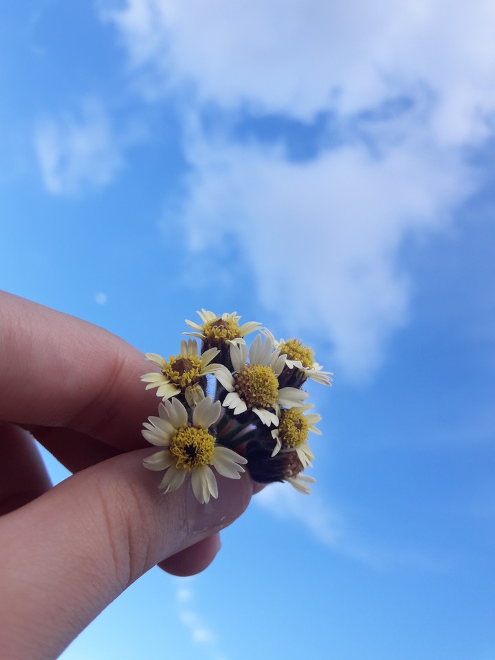 •The little flowers•