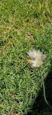 ? White