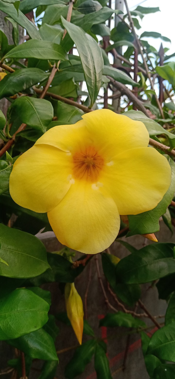 yellowbell flower