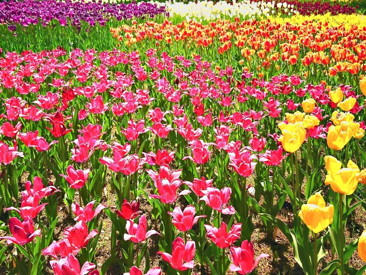 Tulip