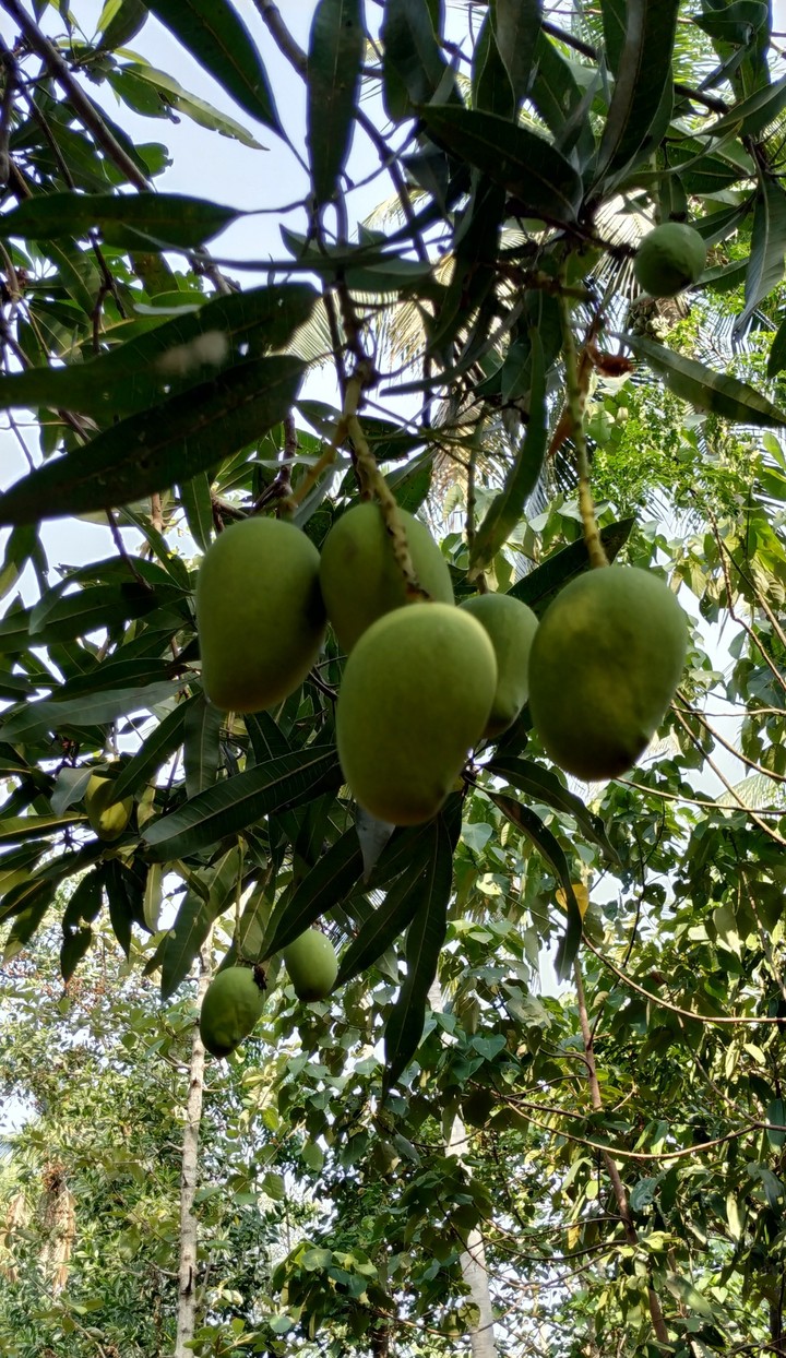Mangoes