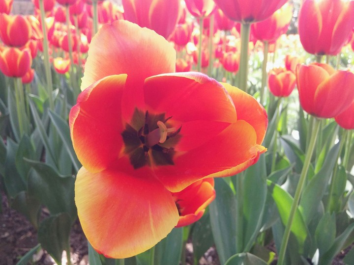 flower