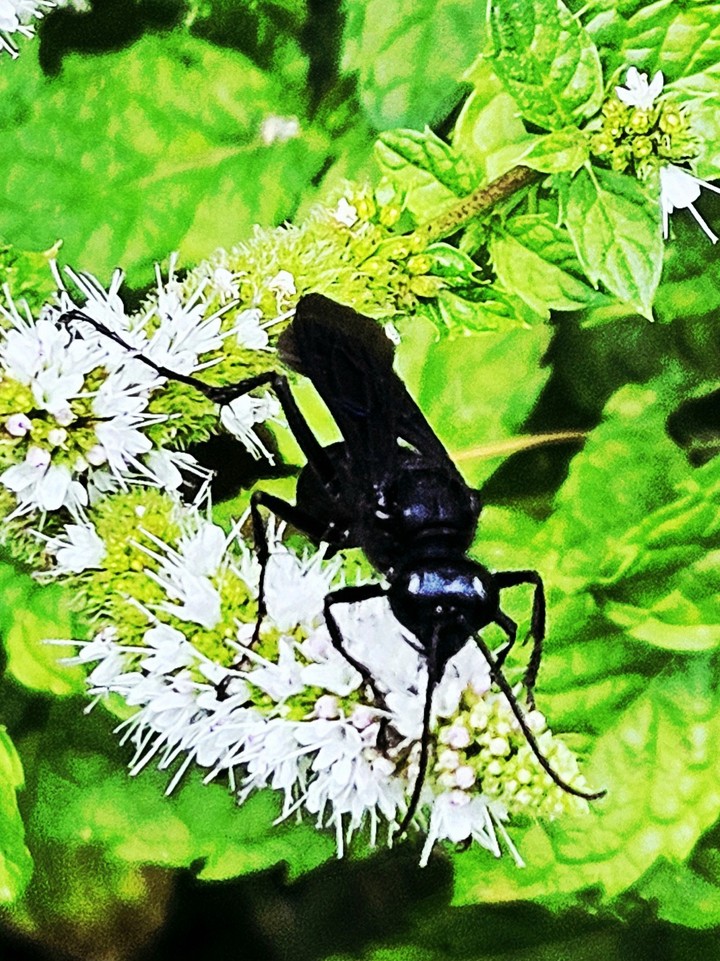 fondos de pantalla umbellifers, pest