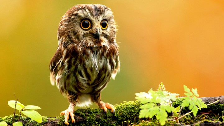 Owl