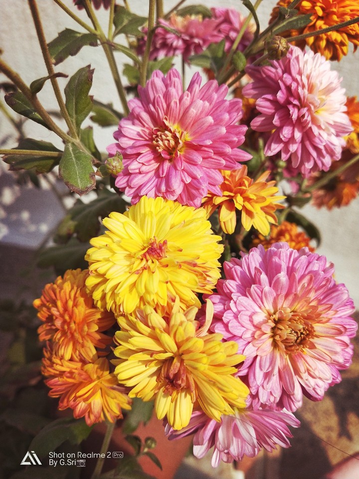 beautiful colours