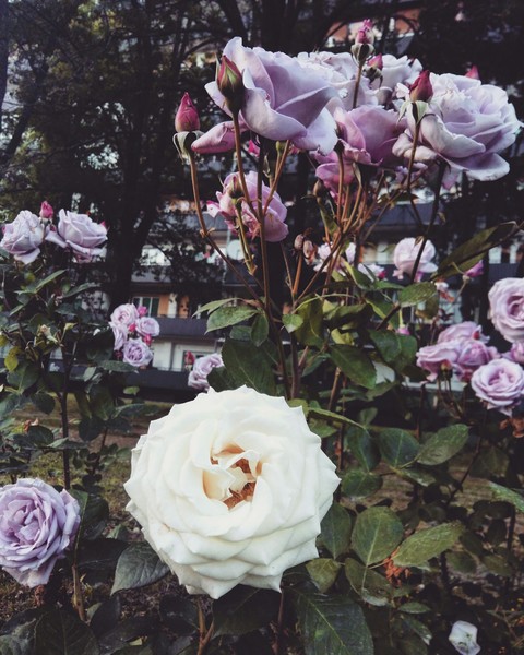 Flowers in Spring