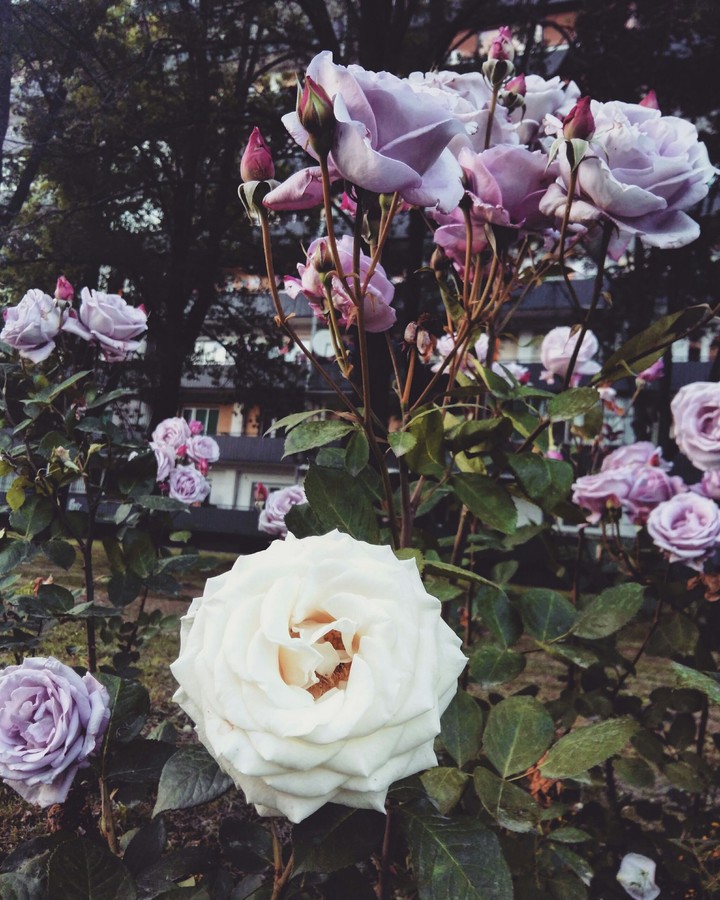 Flowers in Spring