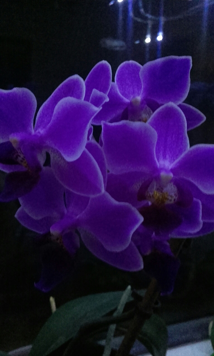 purple flower