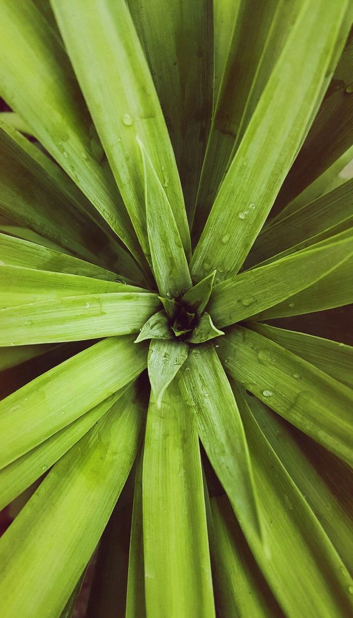Natural Pattern