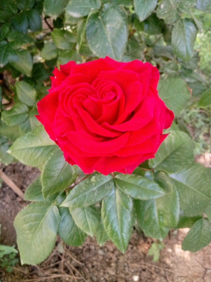 aşık
