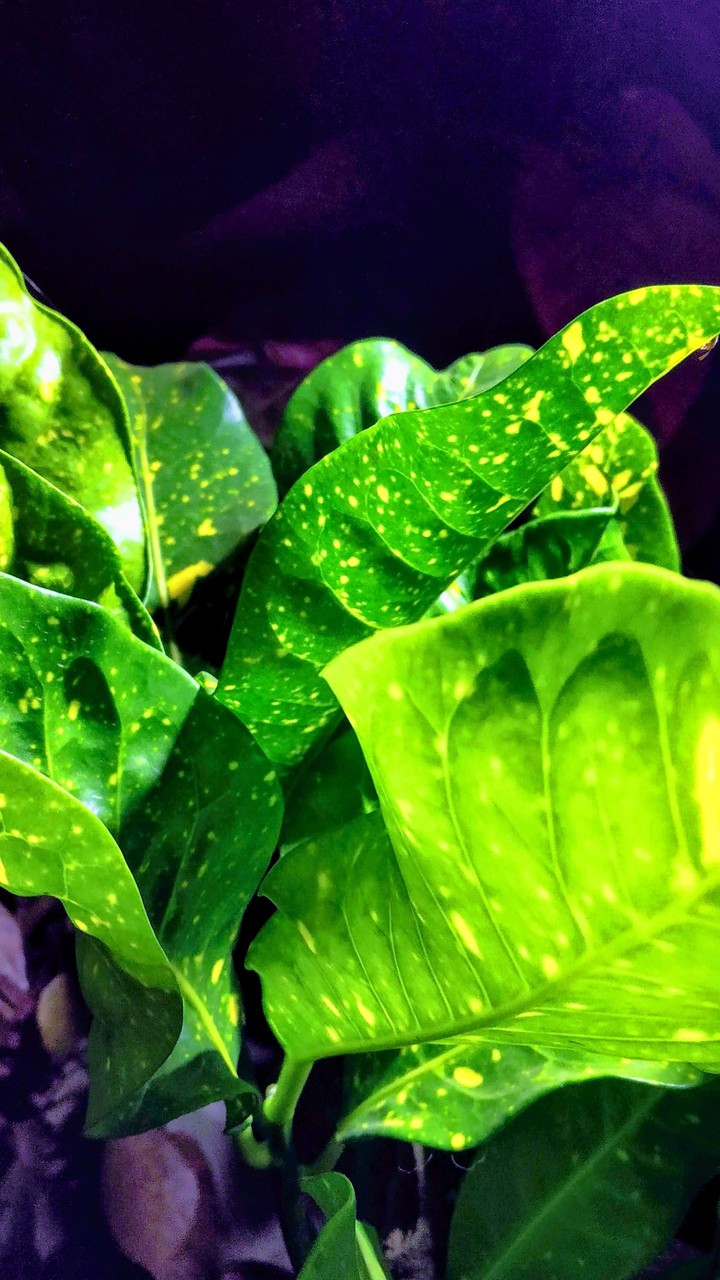 green leaves