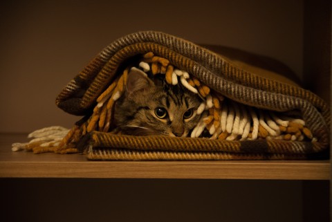 whiskers, felidae wallpapers