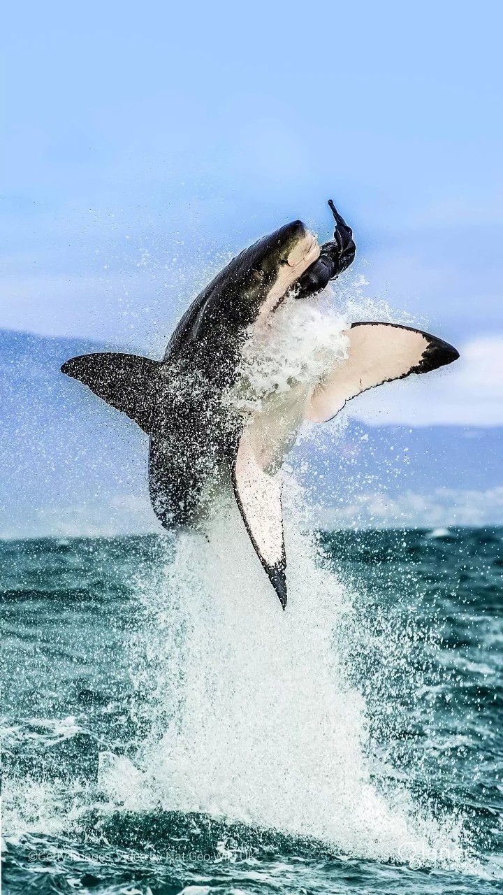 dolphin