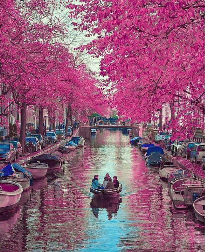 Pink