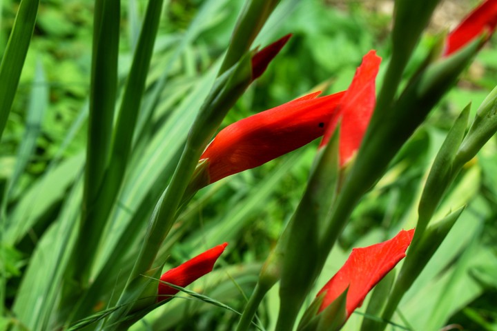 #Flower