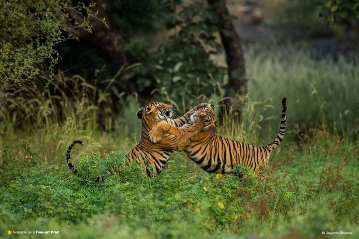 tiger