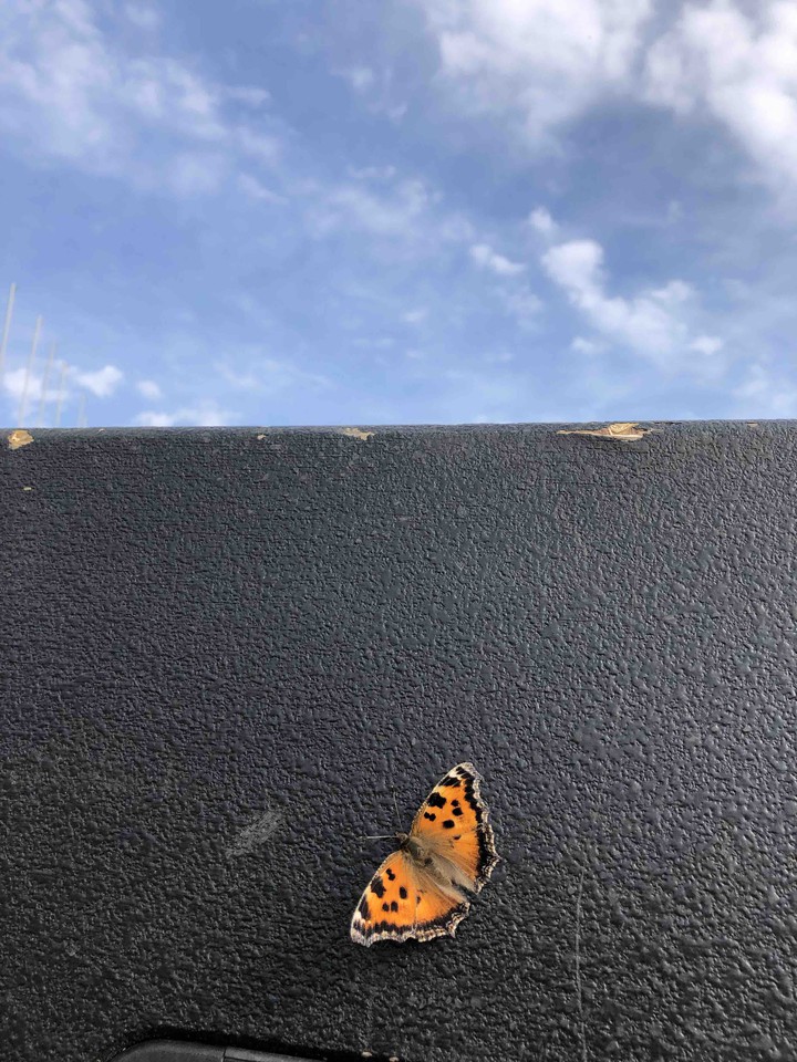 Butterfly and sky