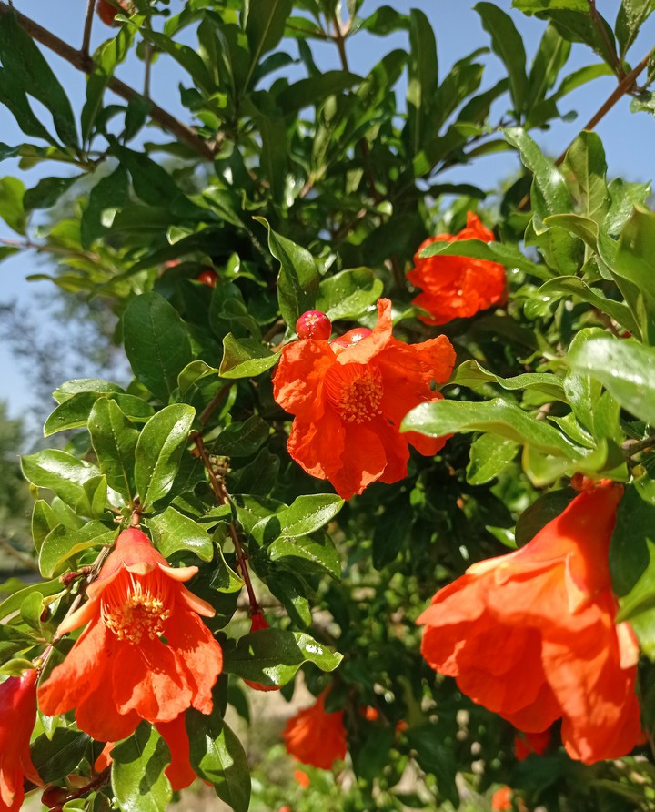 flower