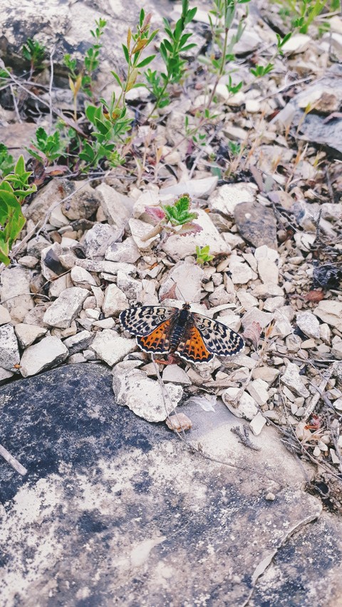 Butterfly