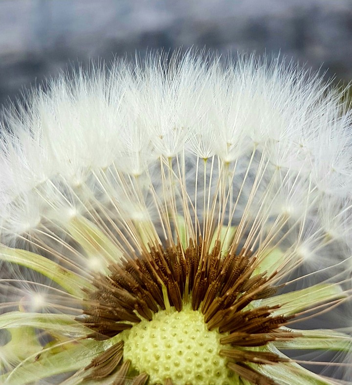 Dandelion