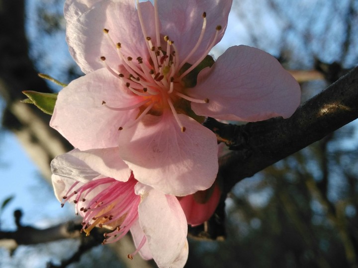 Sunlight on a Pink Flower.