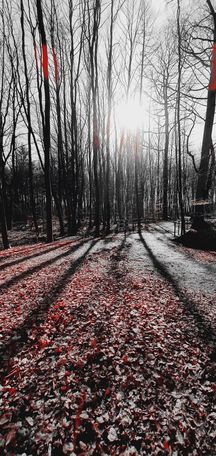spring in the forest